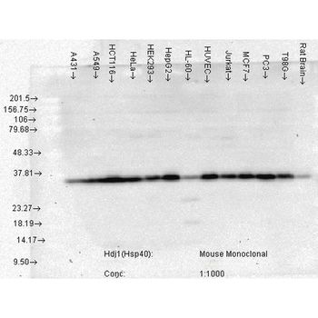 HSP40 Antibody (HRP)