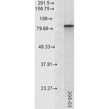 HSP90 alpha Antibody (APC)
