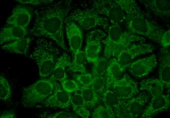 HSP90 alpha Antibody (HRP)