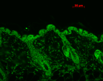 HSP90 Antibody (APC)