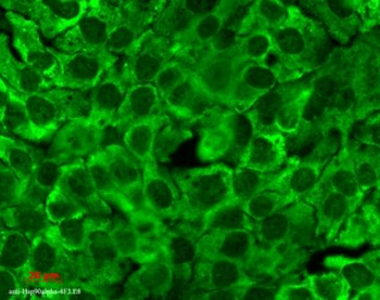 HSP90 Antibody (Biotin)