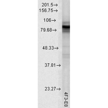 HSP90 Antibody (Biotin)
