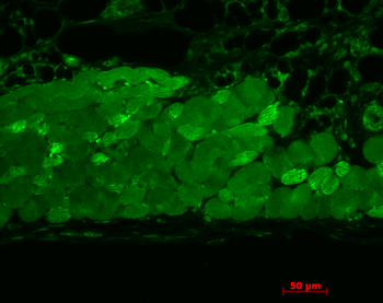 HSP90 Antibody (RPE)