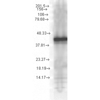 HSP40 Antibody (PerCP)