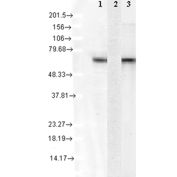 HSC70 (HSP73) Antibody (FITC)