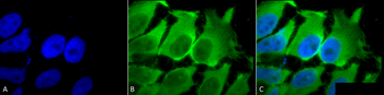 HSC70 (HSP73) Antibody (HRP)