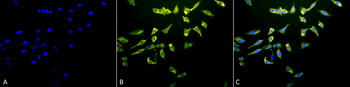 HSC70 (HSP73) Antibody (HRP)