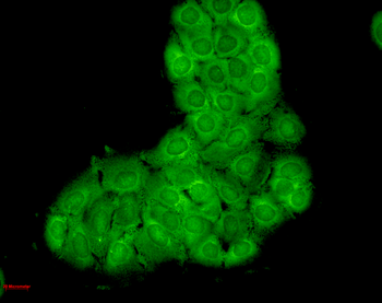 HSC70 (HSP73) Antibody (RPE)