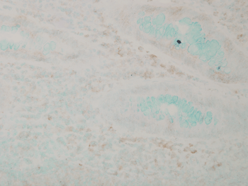 p38 MAPK Antibody (APC)