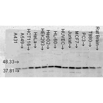 p38 MAPK Antibody (Biotin)
