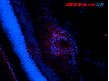 p38 MAPK Antibody (HRP)