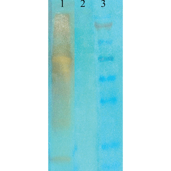 Acetylated Lysine Antibody (APC)