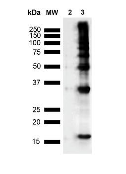 Nitrotyrosine Antibody (APC)