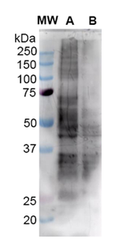 Nitrotyrosine Antibody (APC)