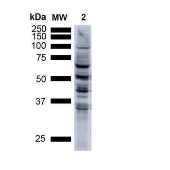 Nitrotyrosine Antibody (Biotin)