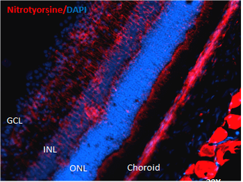 Nitrotyrosine Antibody (HRP)