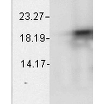 Alpha B Crystallin Antibody (PerCP)