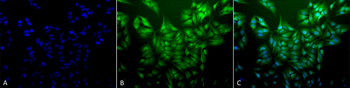 Ubiquitin Antibody (FITC)