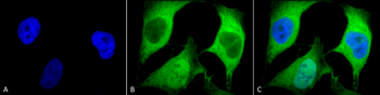 Ubiquitin Antibody (HRP)