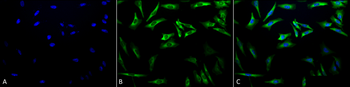 HSP27 Antibody (APC)