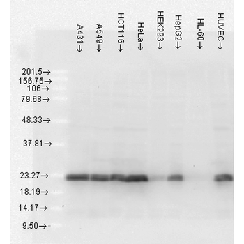 HSP27 Antibody (HRP)