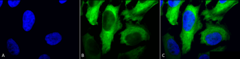 HSP27 Antibody (RPE)