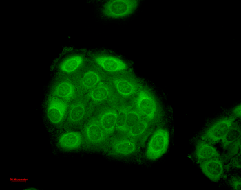 HSP27 Antibody (RPE)