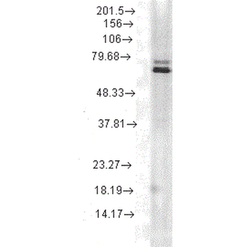 HSP70 Antibody (APC)