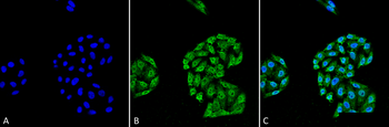 HSP70 Antibody (PerCP)