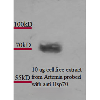 HSP70 Antibody (FITC)