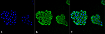 HSP70 Antibody (HRP)