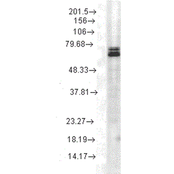 HSP70 Antibody (PerCP)