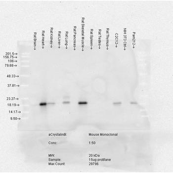 Alpha B Crystallin Antibody (Biotin)