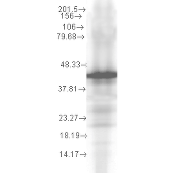 HSP40 Antibody (Biotin)