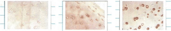 SOD3 Antibody (Biotin)