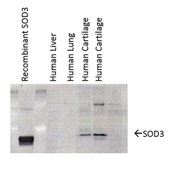 SOD3 Antibody (FITC)