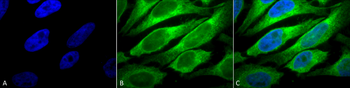 ERp57 Antibody (APC)