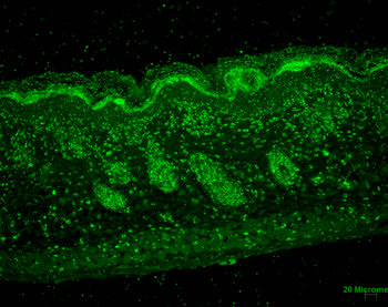 ERp57 Antibody (FITC)