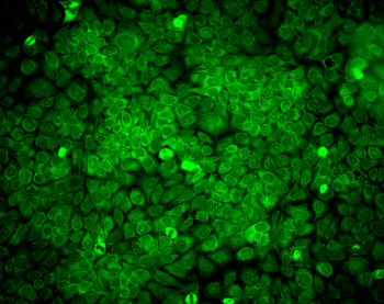 ERp57 Antibody (FITC)