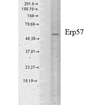 ERp57 Antibody (RPE)