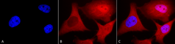 Ubiquitin Antibody (HRP)