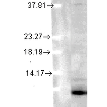 Ubiquitin Antibody (PerCP)