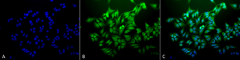 Ubiquitin Antibody (PerCP)