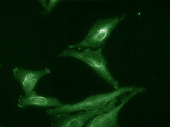 AHA1 Antibody (Biotin)