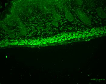 AHA1 Antibody (FITC)