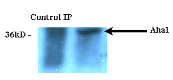 AHA1 Antibody (RPE)