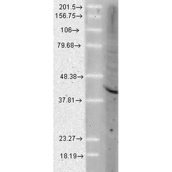 AHA1 Antibody (RPE)