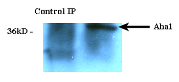 AHA1 Antibody (APC)