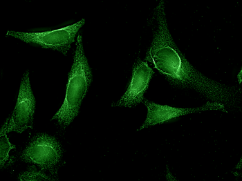 AHA1 Antibody (FITC)
