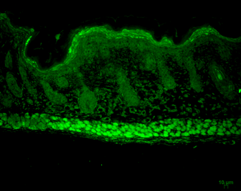 AHA1 Antibody (FITC)